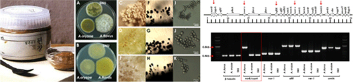 전통 발효용 곰팡이 종균 개발 및 안전성 규명 이미지