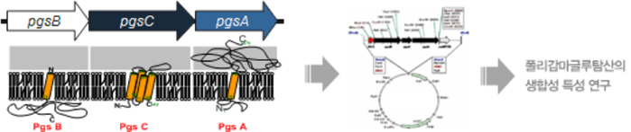 재조합 미생물을 이용한 폴리감마글루탐산의 생합성 연구 이미지