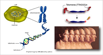 텔로미어 분석을 통한 노화연구